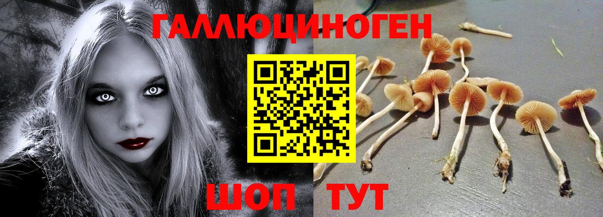 Псилоцибиновые грибы Psilocybine cubensis  Галлюциногенные грибы прущие грибы  где продают   Магнитогорск  Вход с VPN 